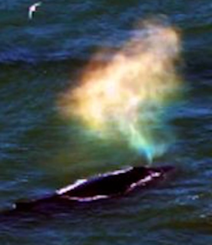 クジラの吹いた潮が 虹色 に染まった瞬間が撮影される Nofia