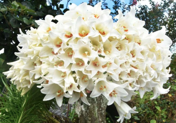 鹿児島で「1本の百合に108輪の花」が咲く