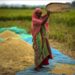 インド政府が「バスマティ米以外の白米」の輸出を全面禁止へ