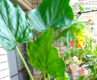 死にかけていた100円ショップのクワズイモの３年半の軌跡