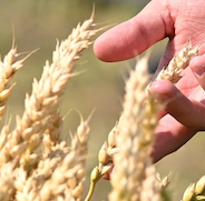 ロシアの穀物輸出が過去最高を記録