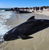 オーストラリアの海岸でゴンドウクジラ160頭が座礁。大半が安楽死処分される模様