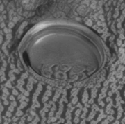 火星の表面で、サッカー場2～3個分に相当する巨大な「光を反射する円盤」が発見される