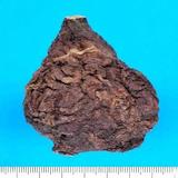 ツルドクダミという植物の成分が「老化の阻止」につながるというレビュー論文