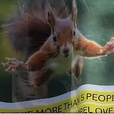 カリフォルニアで「凶暴なリス」が人を次々と襲うという事件が発生